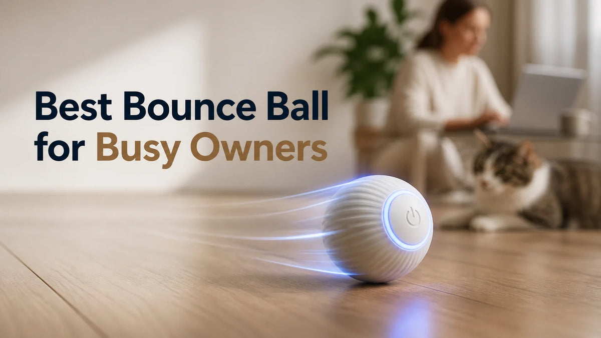 Best cat bounce ball for busy owners who work long hours
