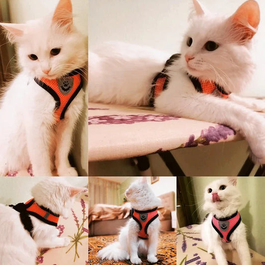 Arnés de verano para perros y gatos